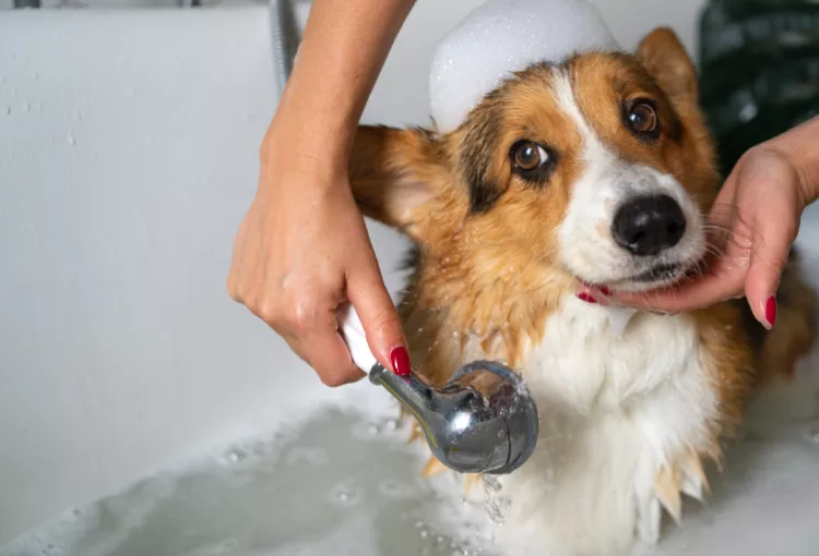 Washing pet dog home 1
